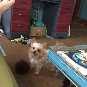 Meet your Posher, Shelley